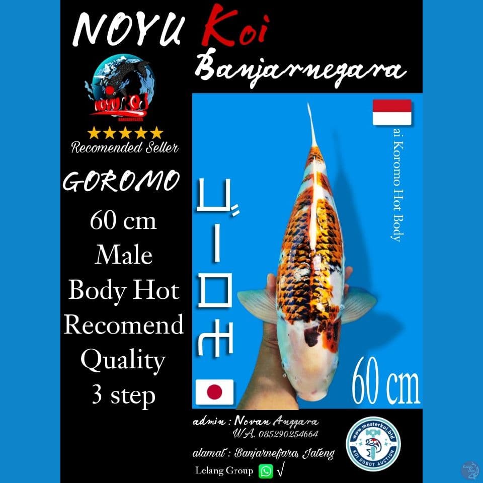 PAKET 3 EKOR Jumbo 50 53 60 cm all jantan