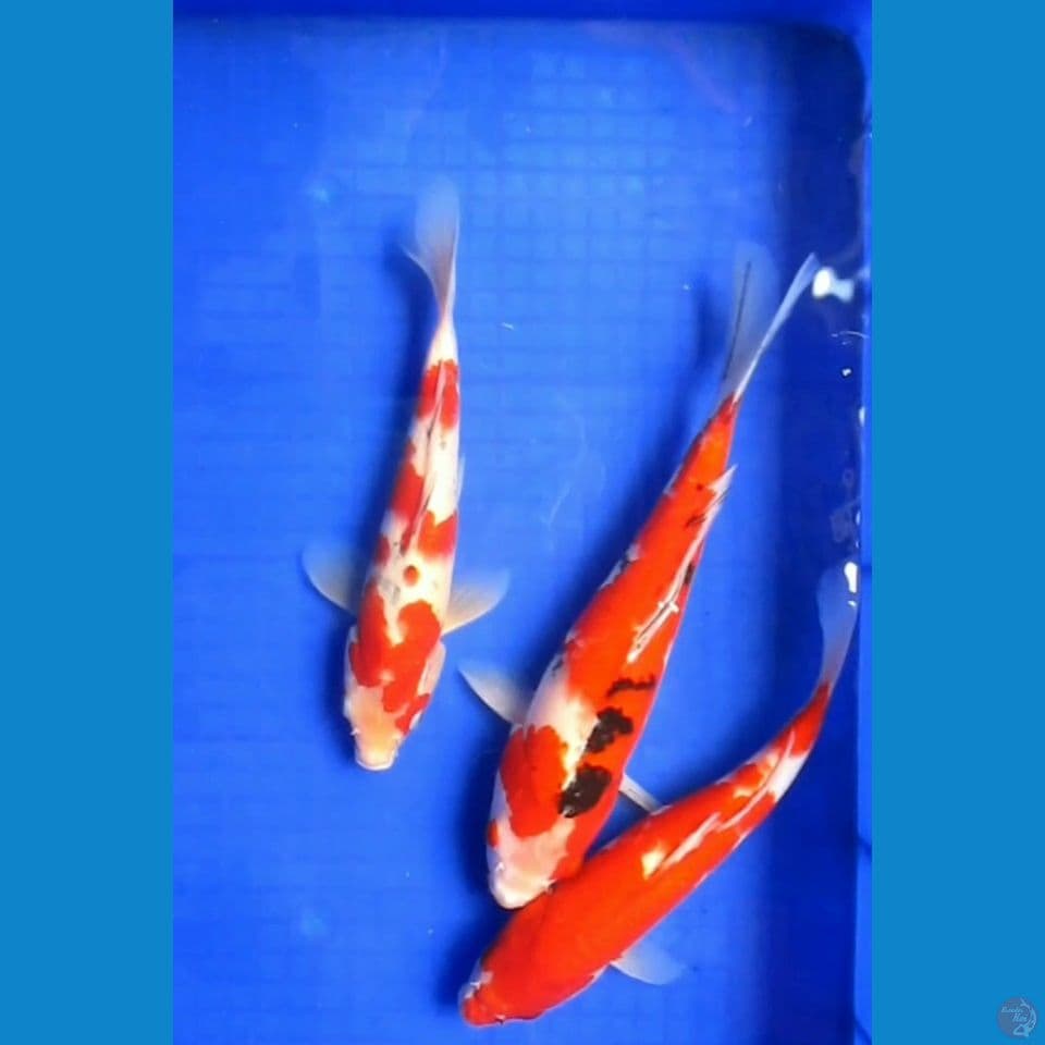 Sanke 3 Ekor 30, 31, 35 Cm