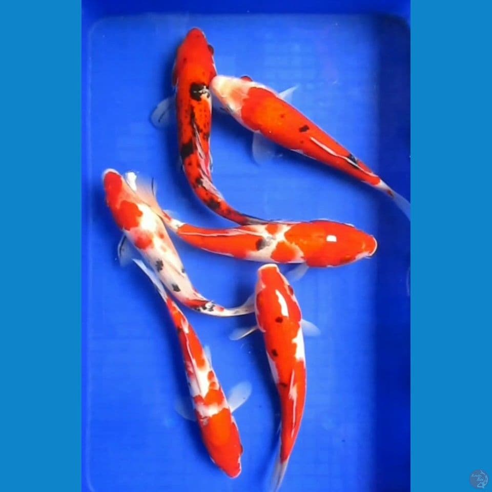 Paket Sanke 5 Ekor 27 - 31 Cm