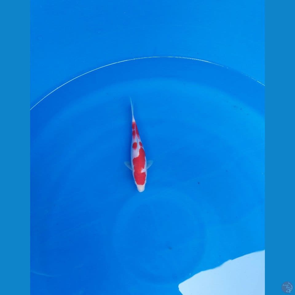 kohaku