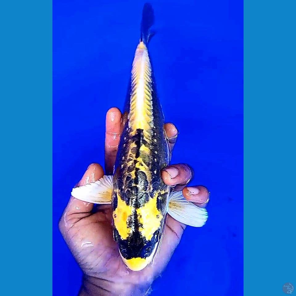 30cm doitsu banana