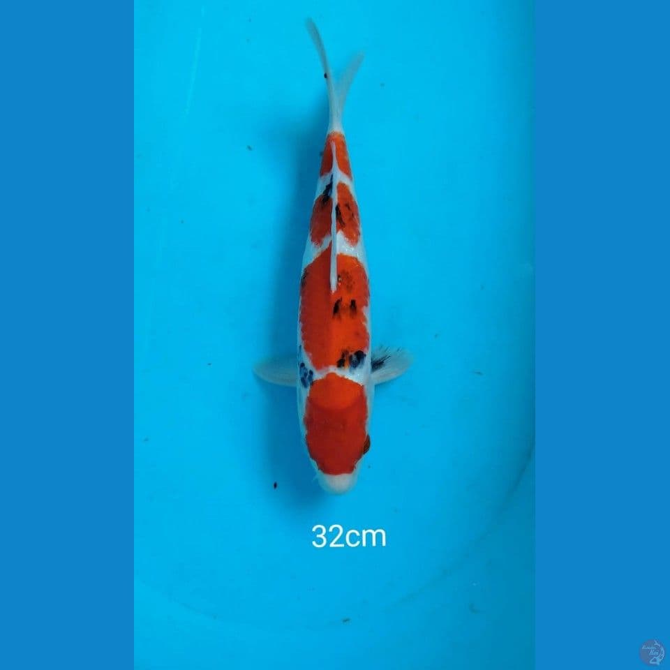 Sanke 32cm