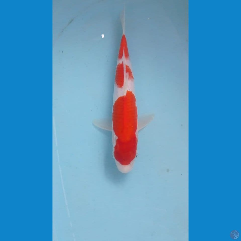 kohaku, 27 cm