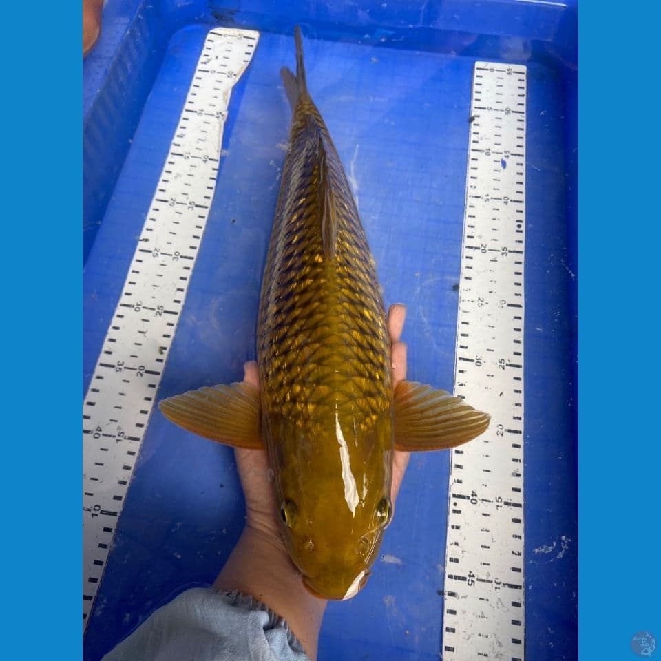 v4 midori 45 male