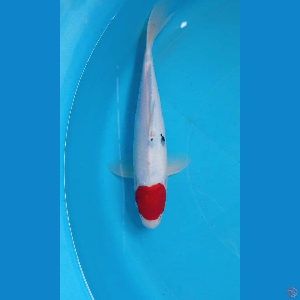 tancho, 28 cm