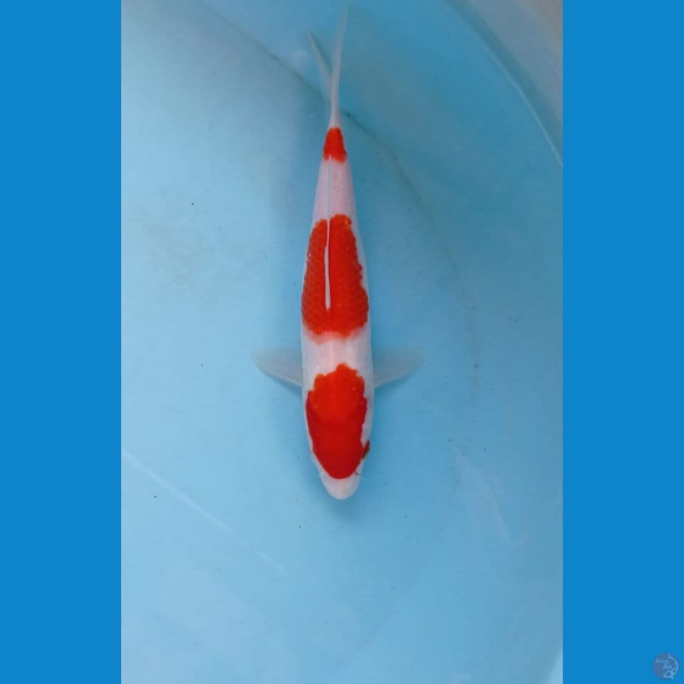 kohaku, 21 cm
