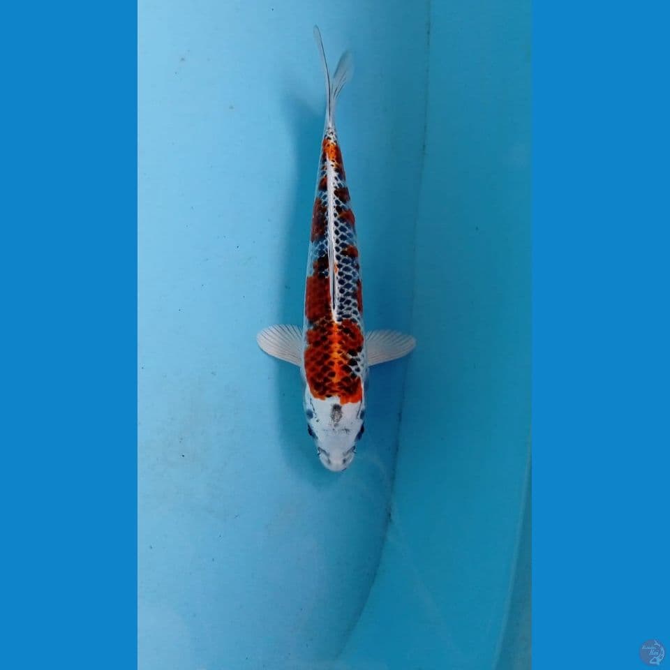 kujaku, 21 cm