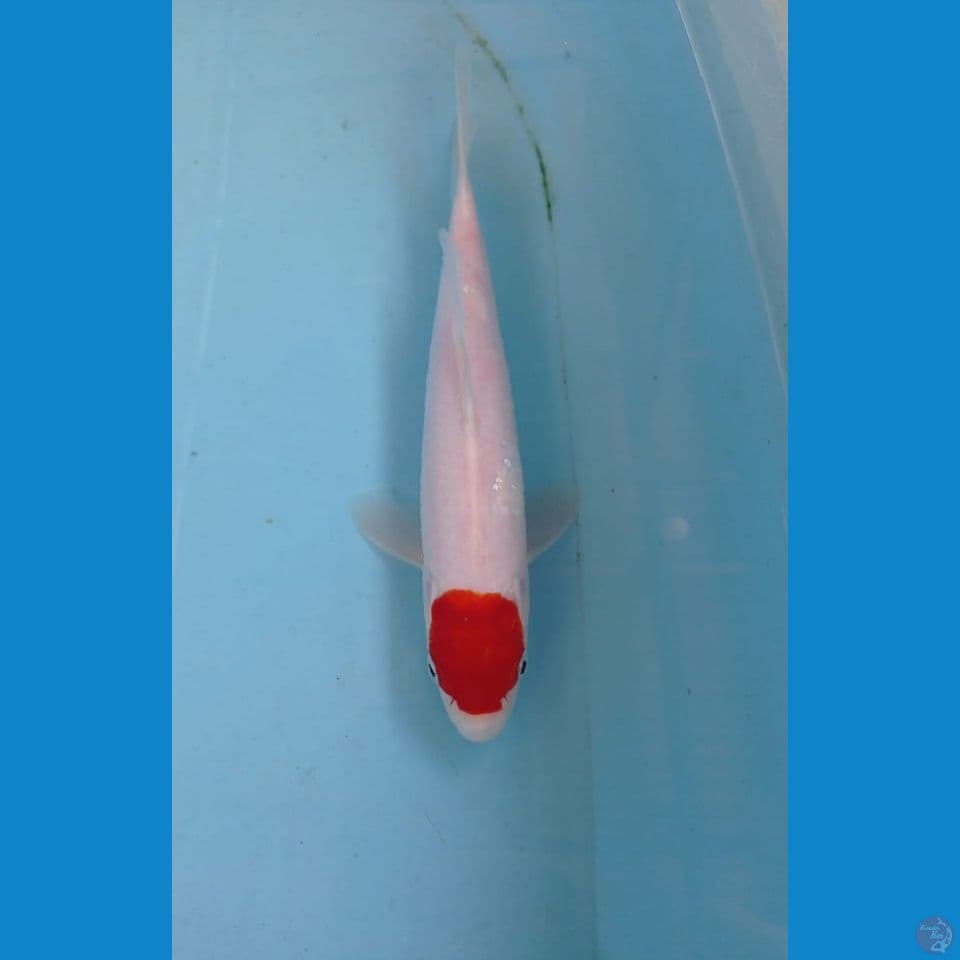 tancho kohaku, 23 cm