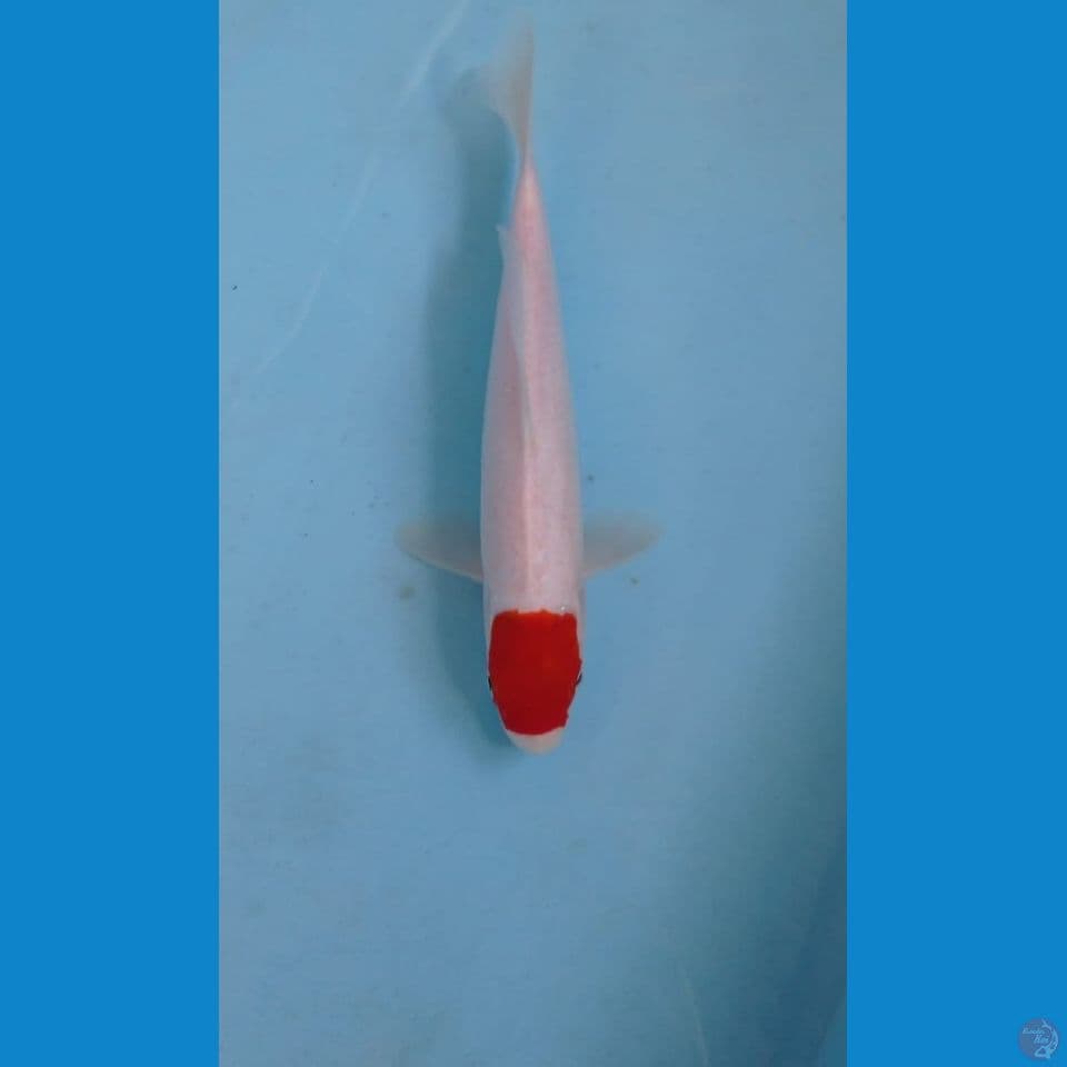 tancho kohaku, 23 cm