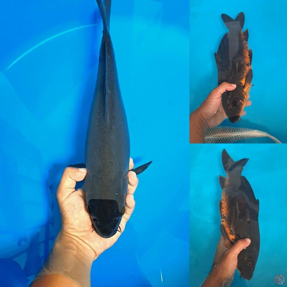 karasu doit 33cm tembus perut