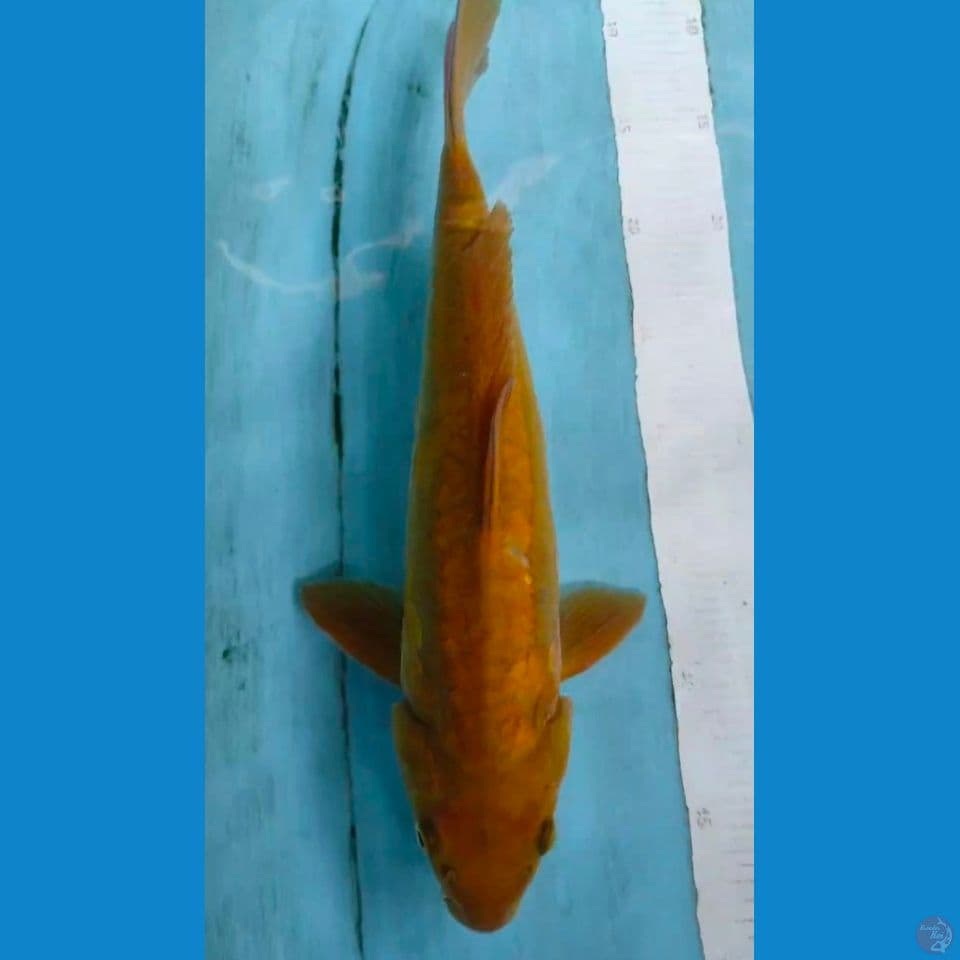 midori 38cm~M