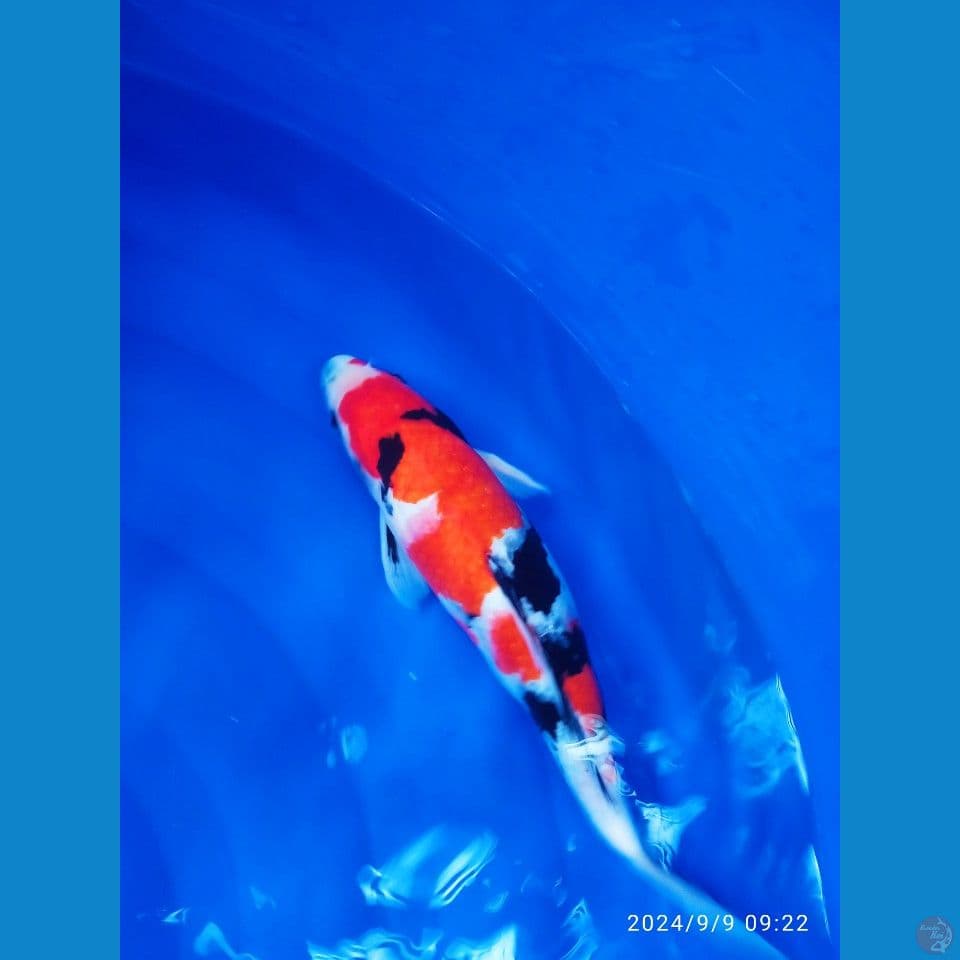 showa bodi terpedo. 37cm fm