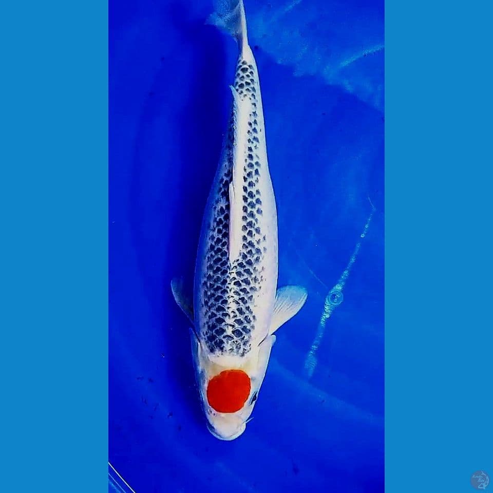 38cm tanco goshiki racing f