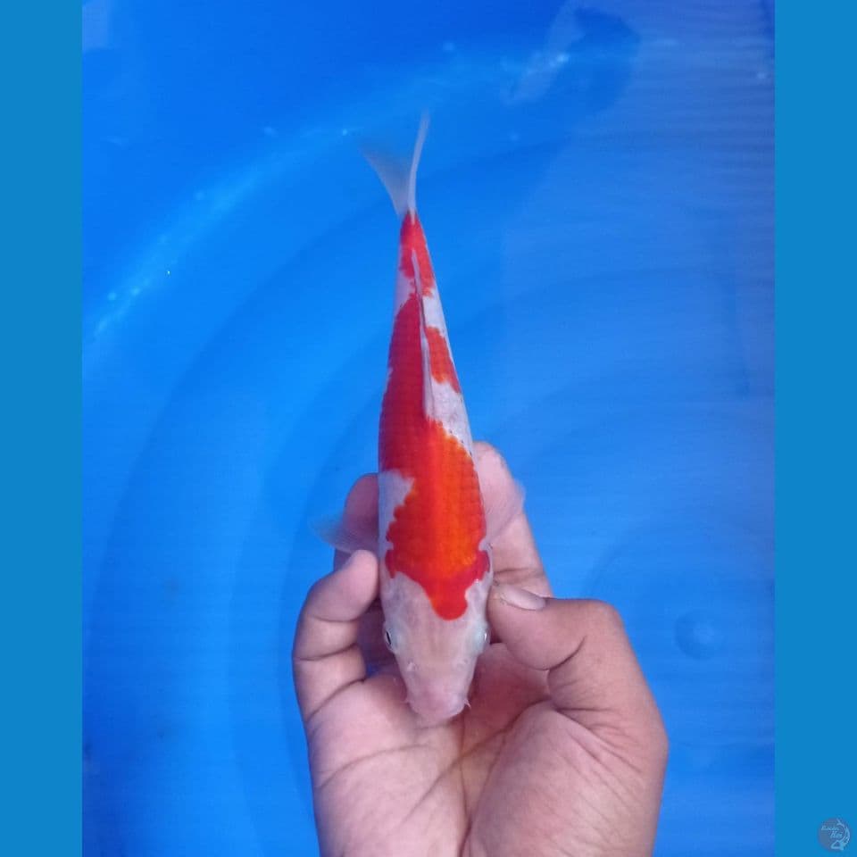 kohaku