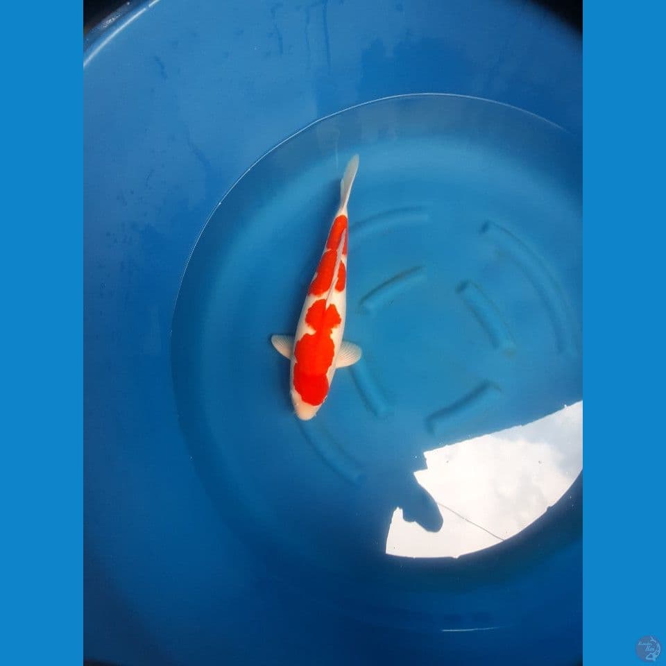 kohaku SQ 55cm.