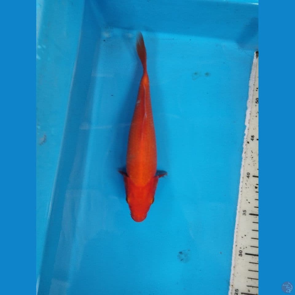 benigoi 24cm