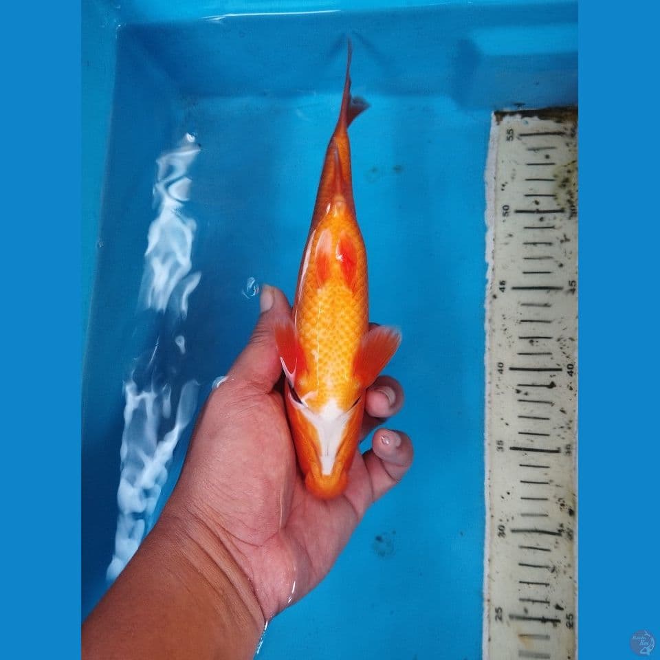 benigoi 24cm