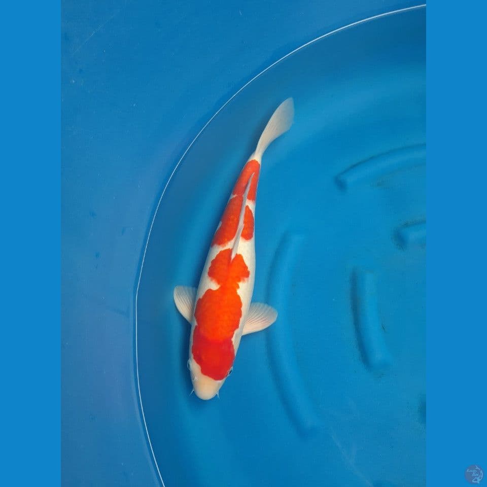 kohaku SQ 55cm