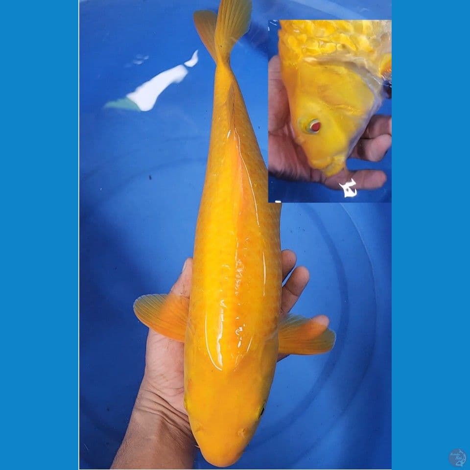 karasi mata merah 43cm