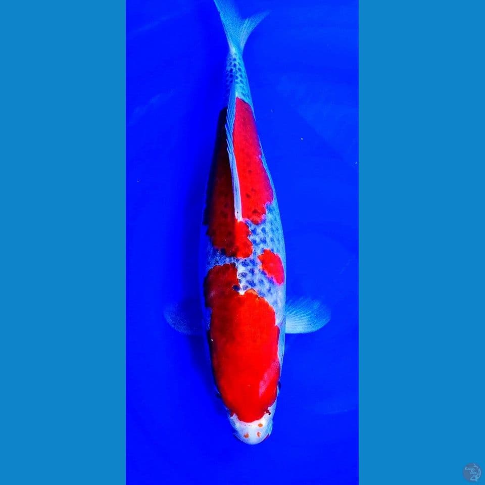 42cm goshiki racing f