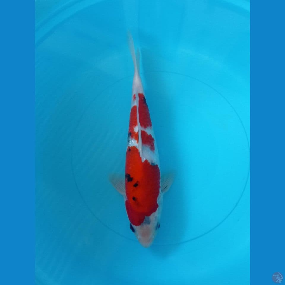 CS1 • SHOWA • 29CM • JANTAN