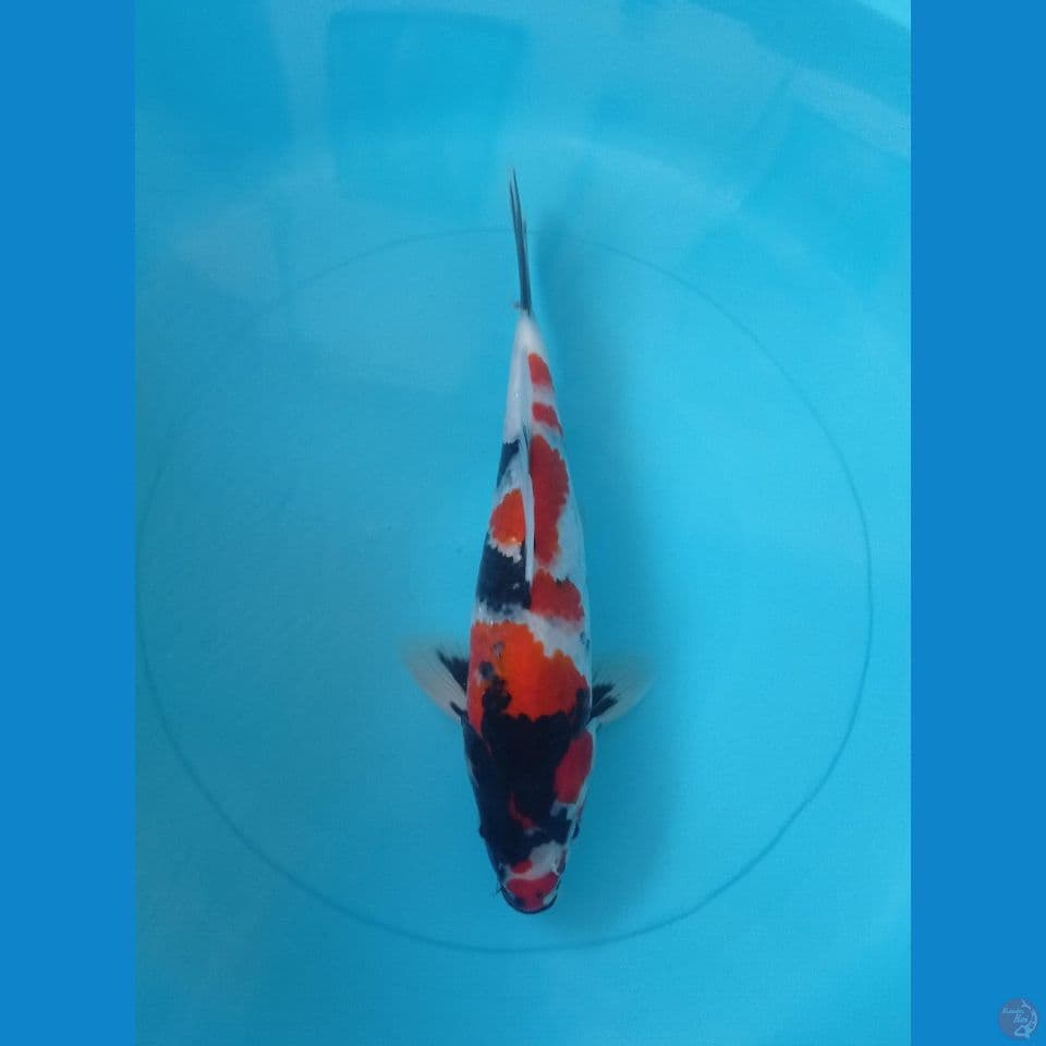 CS1 • SHOWA • 25CM • JANTAN