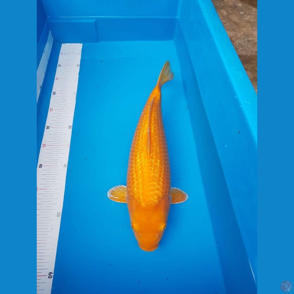 karasi mango mata merah