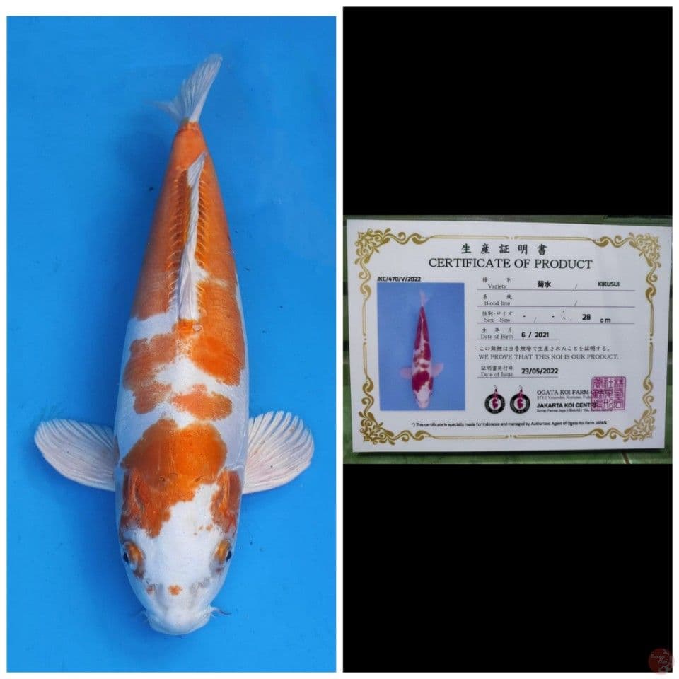 Ogata Kikushui