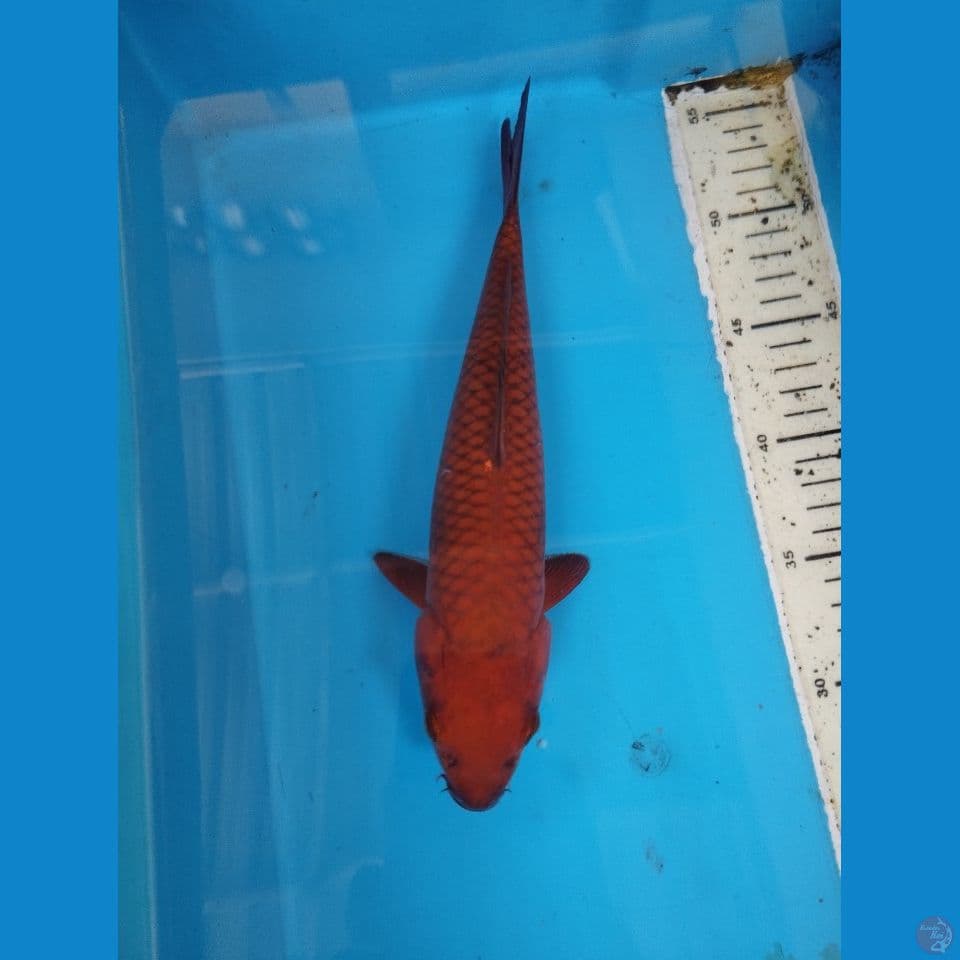 cagoi 29cm