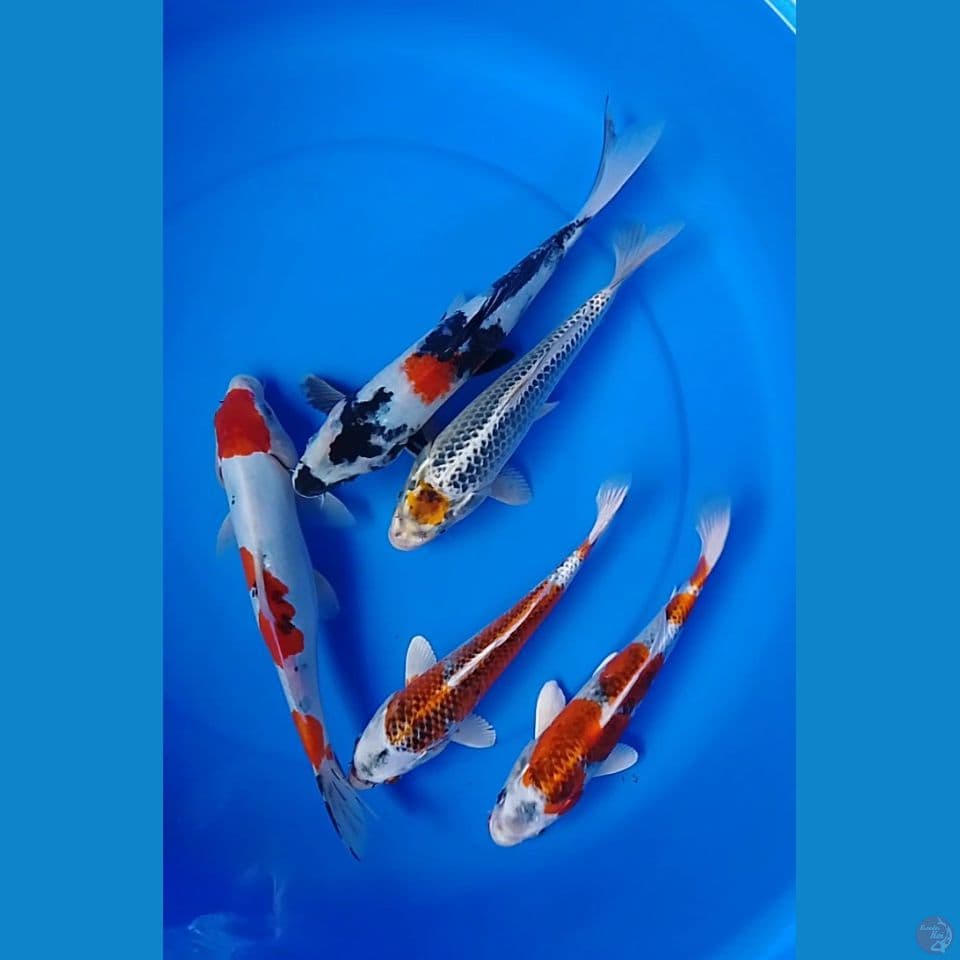 mix size : 25 30cm