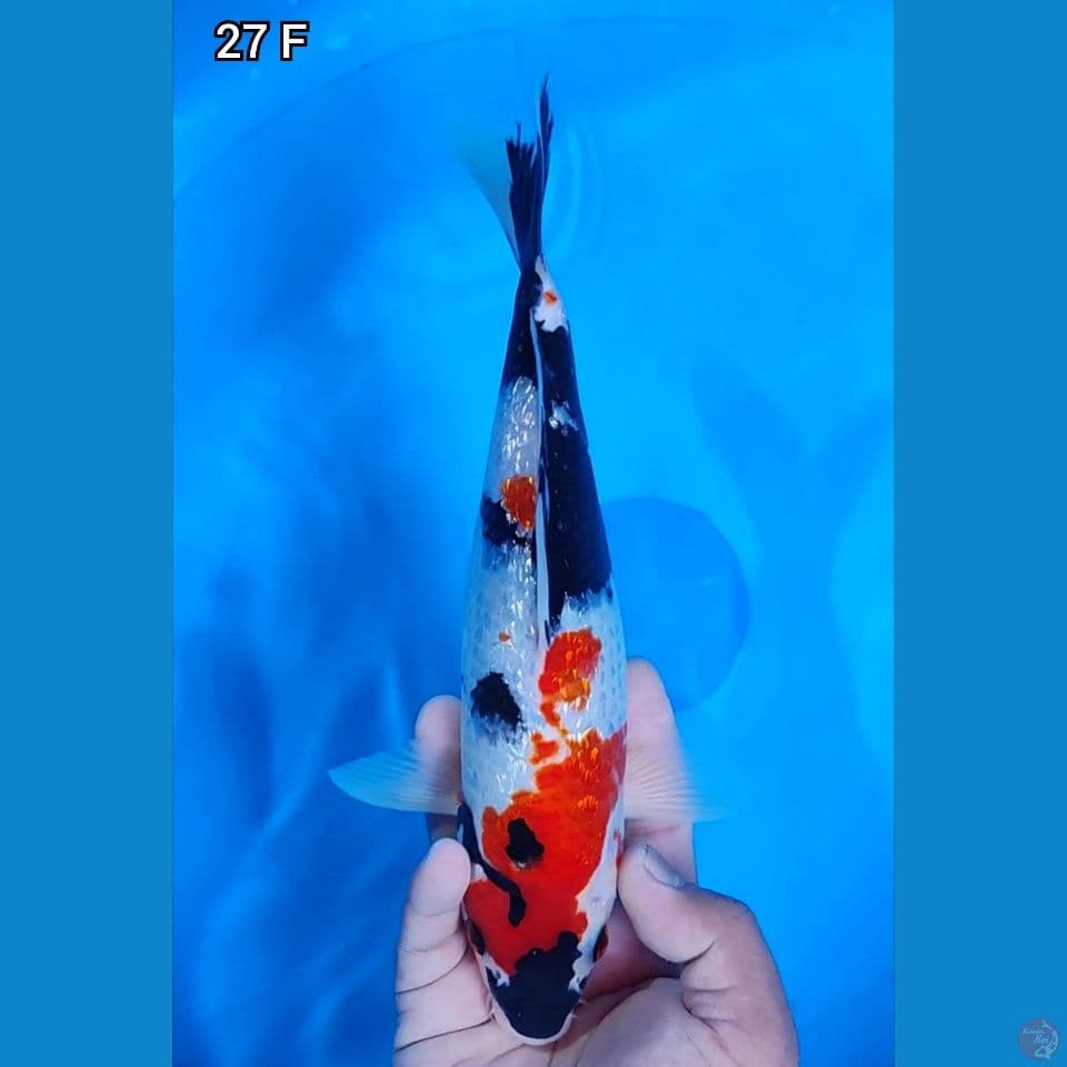 Showa Ginrin Original 27cm Jantan