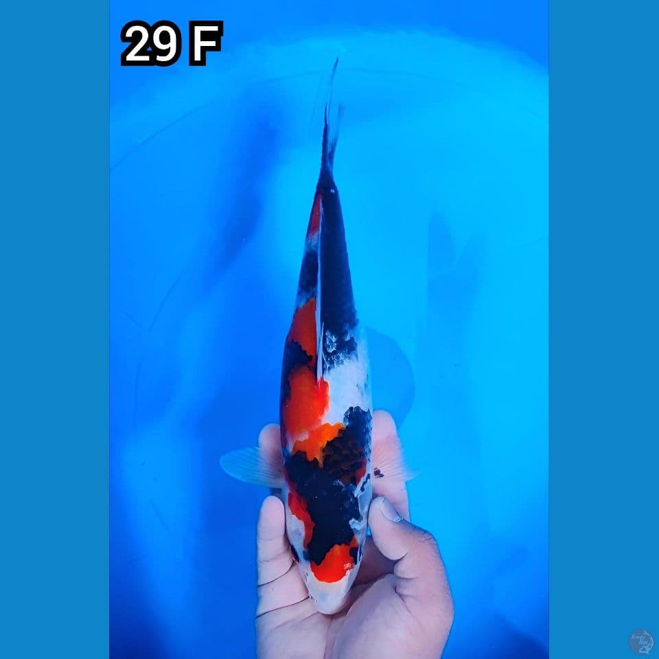 Showa Original 29cm Betina
