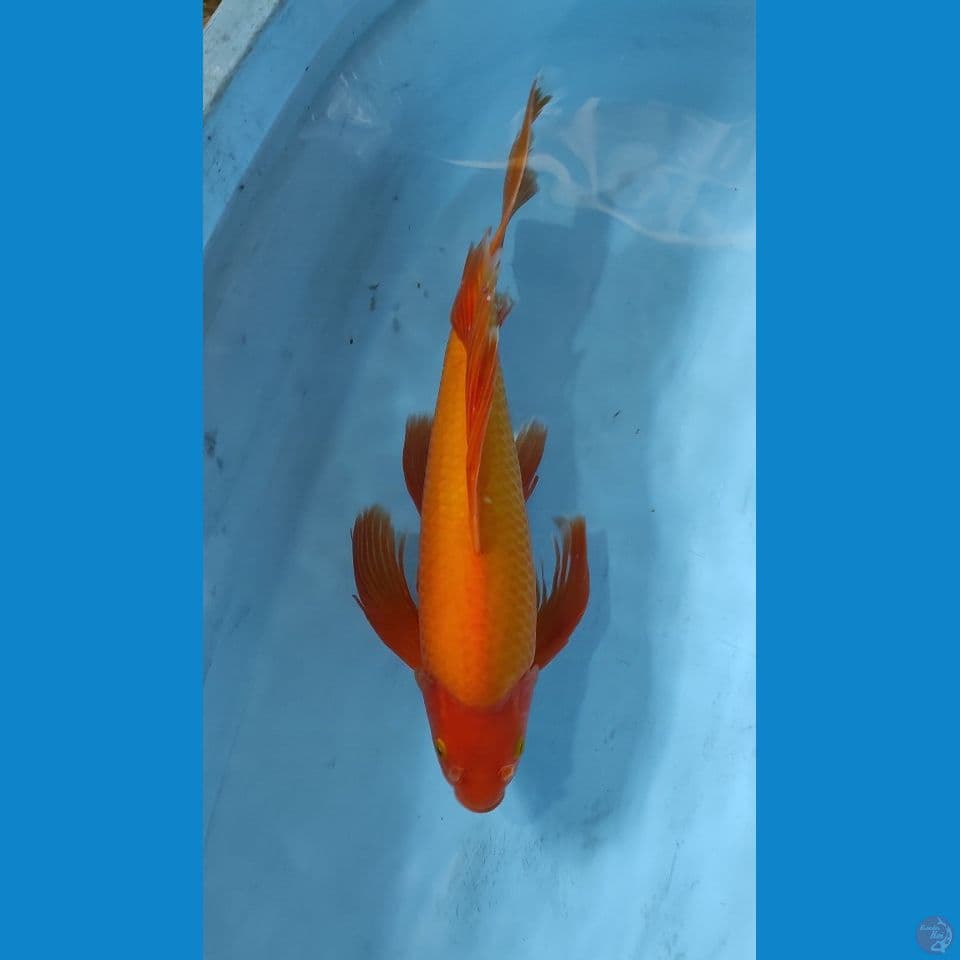 kumpay karashi berpunuk 47 bu male