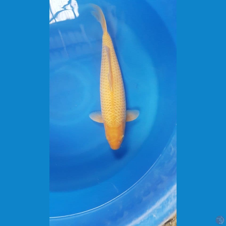 CARAMEL 44 CM