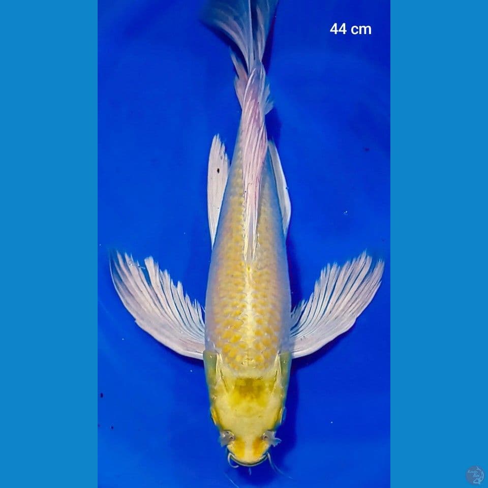 ogon slayer lebar 44cm