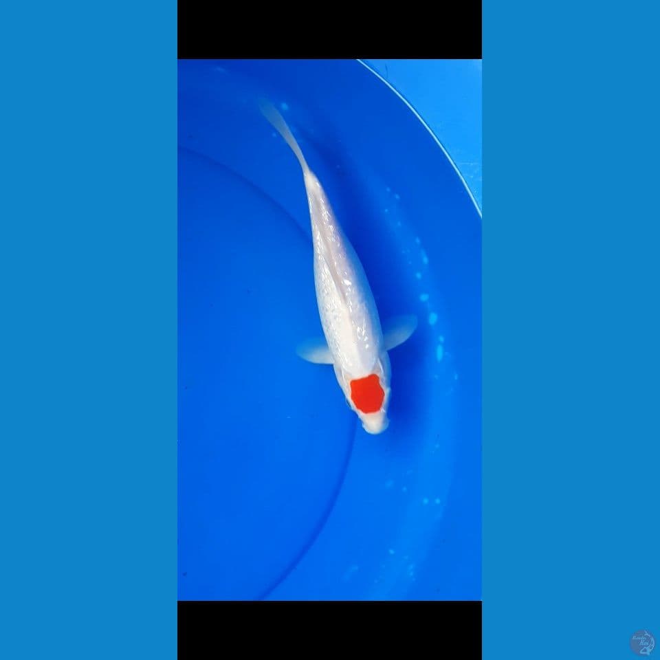 tanco gingrin 27cm