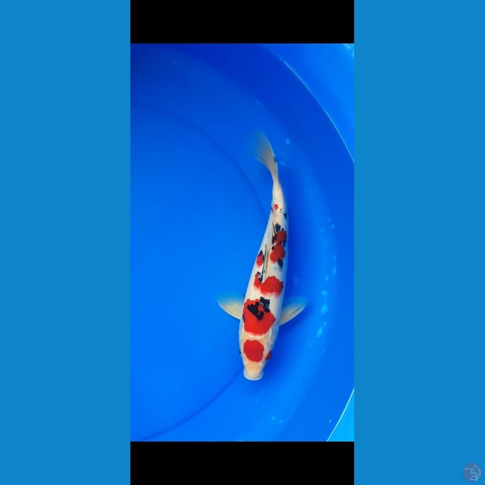 maruten sanke 30cm