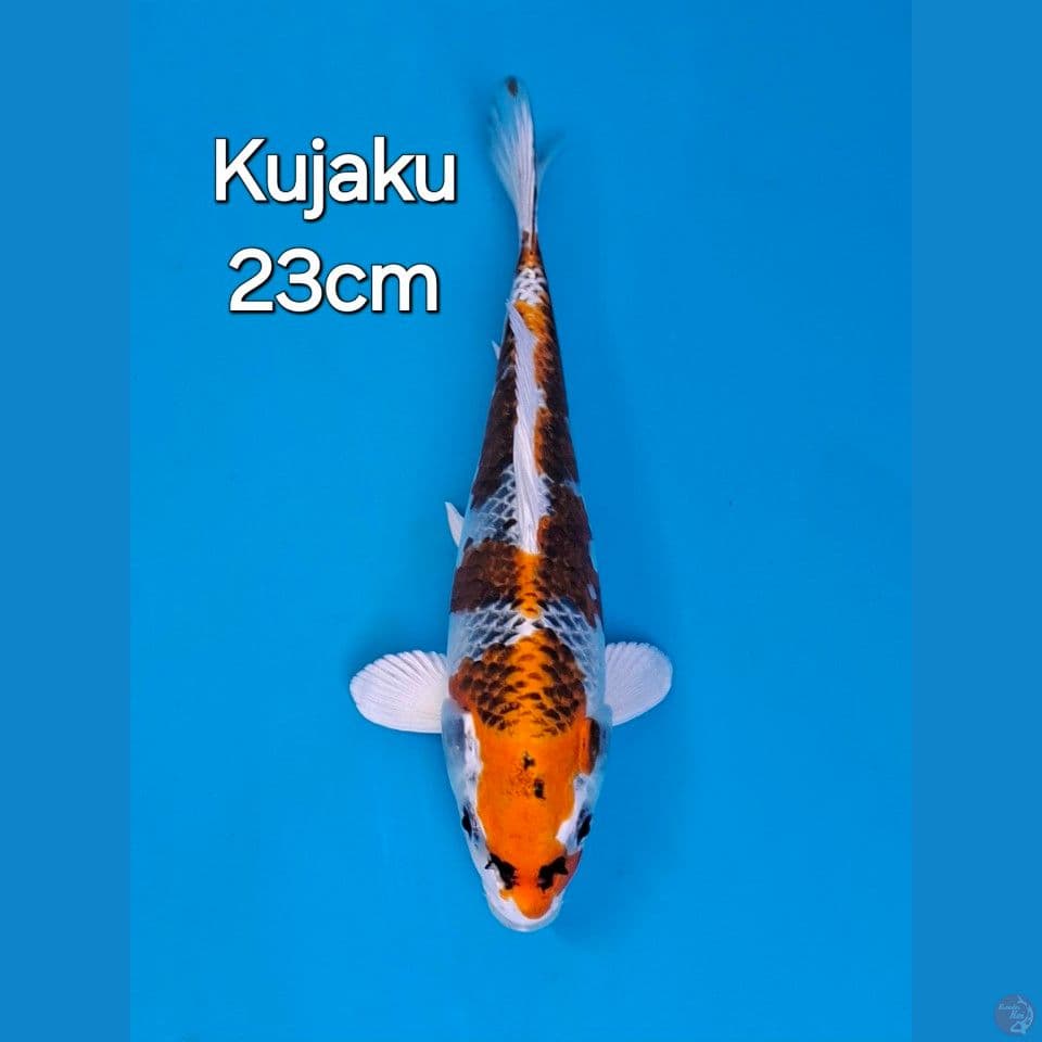 KUJAKU 23CM