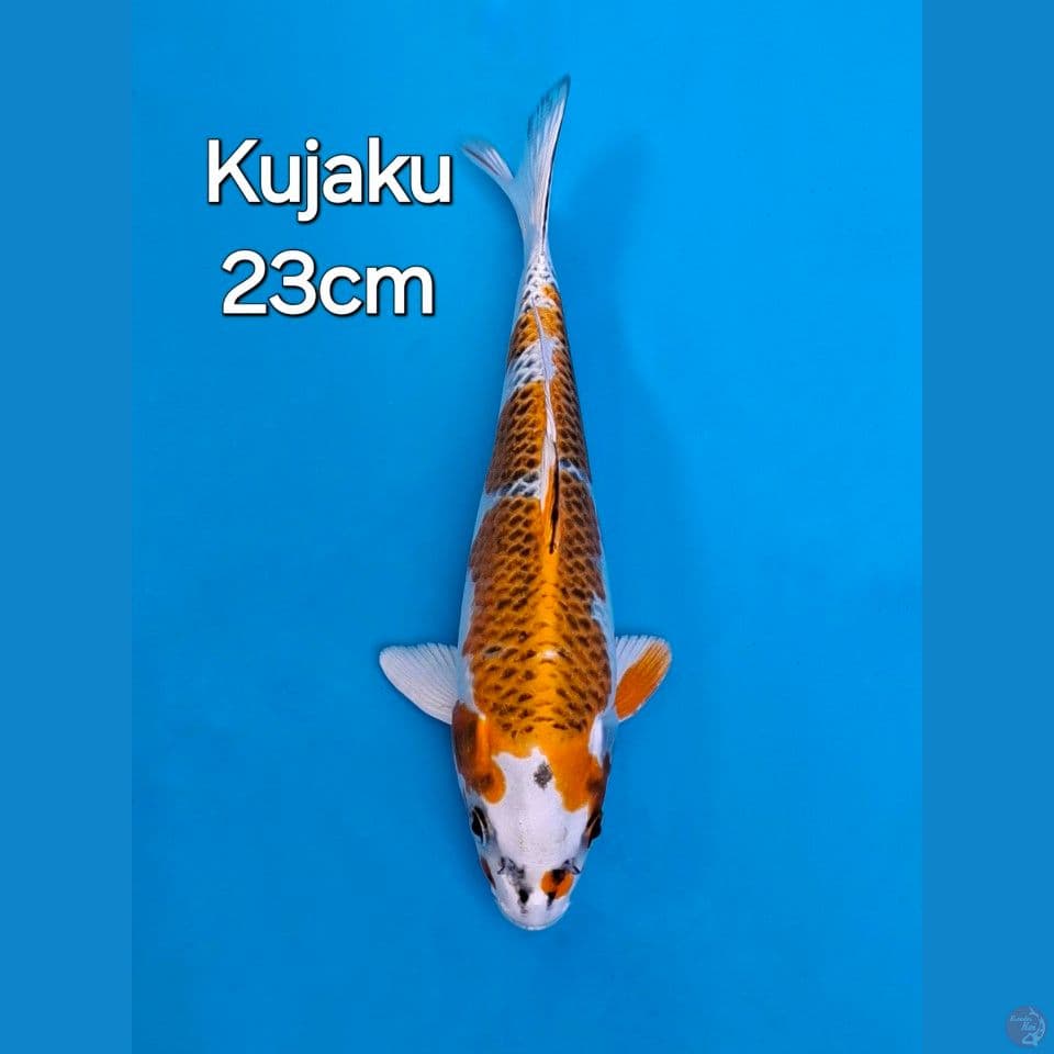 KUJAKU 23CM