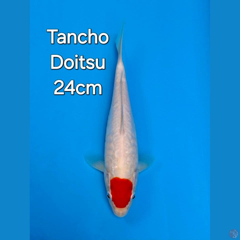 TANCHO KOHAKU 24CM