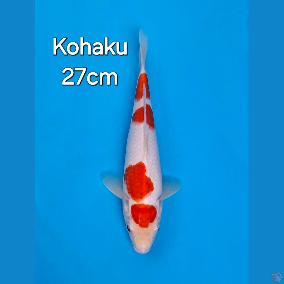 KOHAKU 27CM