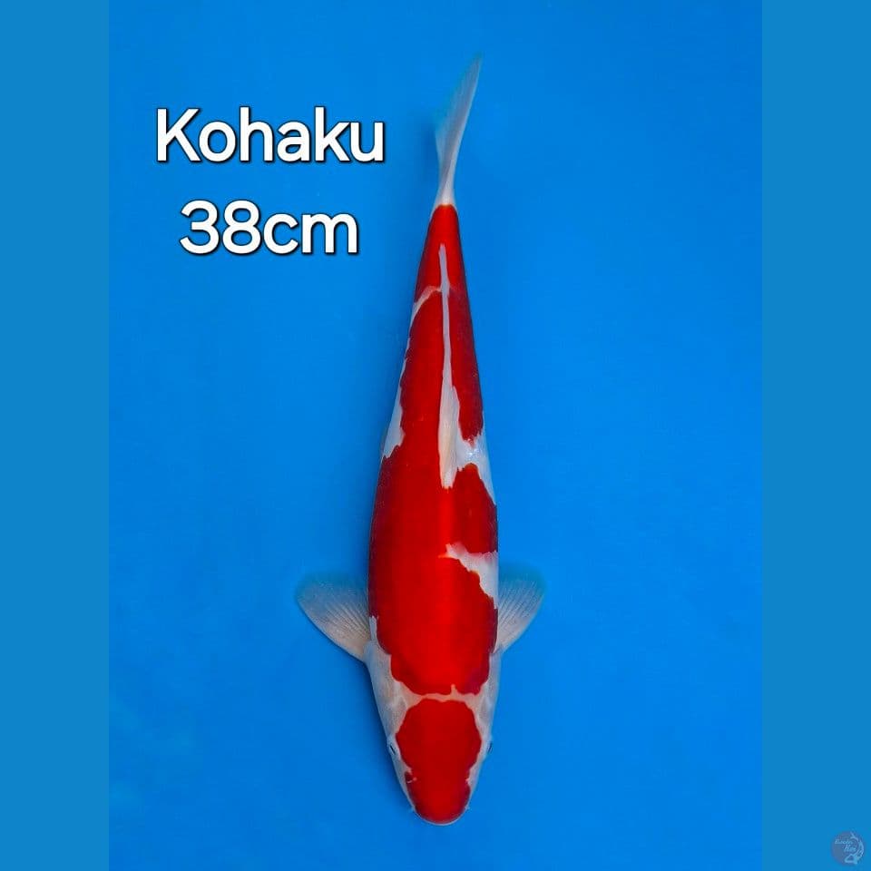 KOHAKU 38CM