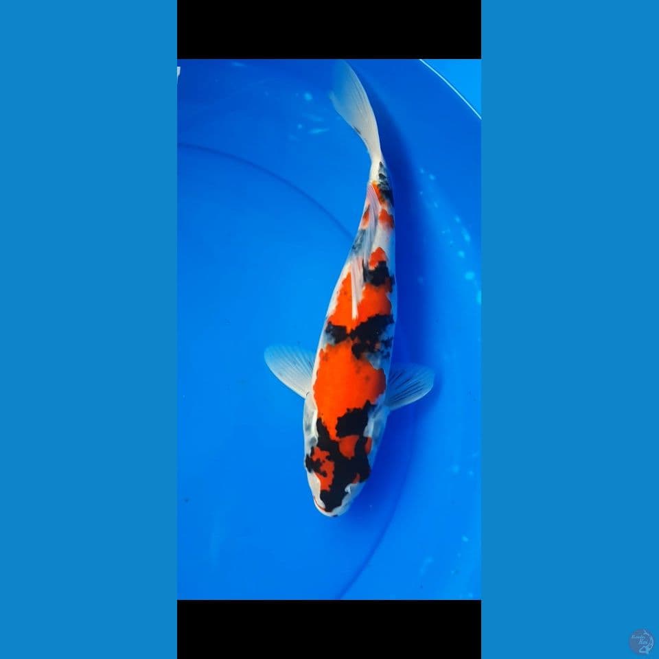 SHOWA HQ 35CM (F)