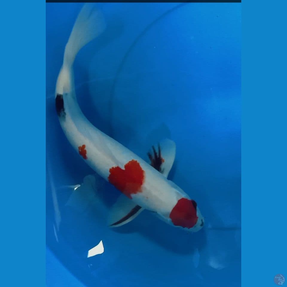 showa 45 cm
