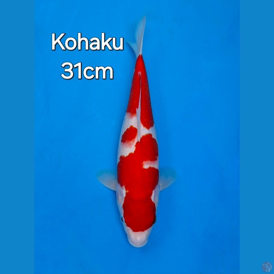 KOHAKU 31CM