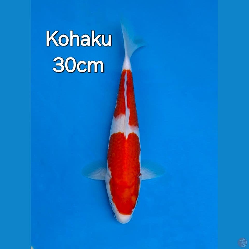 KOHAKU NIDAN 30CM
