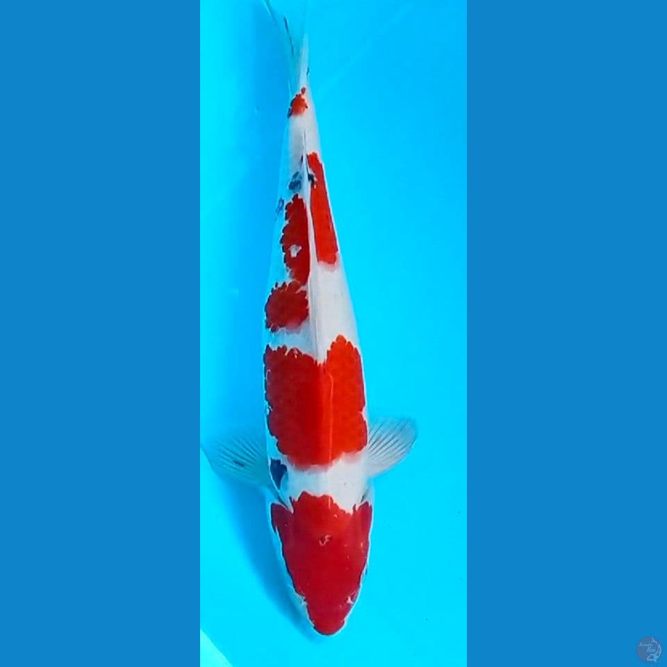 sanke 35cm~M