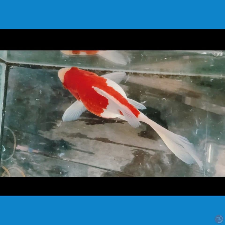 Tamasaba jumbo 18 cm long thile