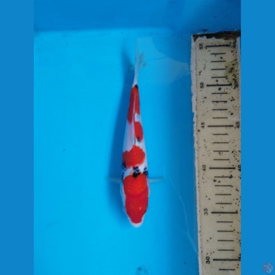 sanke 22cm