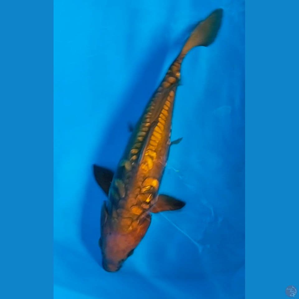 chagoi aragoke 38cm